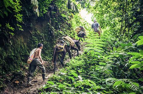 the lost city wiki|colombian native indian tribes lost city.